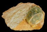 Radiating, Green Wavellite Crystal Aggregation - Arkansas #127102-1